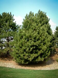 Сосна Чёрная (Pinus Nigra) купить по цене от 270.00р. в интернет-магазине «Посадика» с доставкой почтой в в Злынкае и по всей России – [изображение №1].