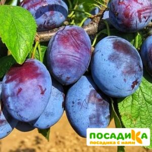 Слива Чачакская ранняя купить по цене от 229.00р. в интернет-магазине «Посадика» с доставкой почтой в в Злынкае и по всей России – [изображение №1].