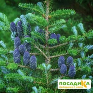 Пихта корейская (Abies koreana) купить по цене от 450.00р. в интернет-магазине «Посадика» с доставкой почтой в в Злынкае и по всей России – [изображение №1].