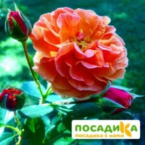 Роза Арабия купить по цене от 350.00р. в интернет-магазине «Посадика» с доставкой почтой в в Злынкае и по всей России – [изображение №1].