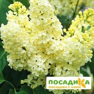 Сирень Примроуз (Primrose) купить по цене от 529.00р. в интернет-магазине «Посадика» с доставкой почтой в в Злынкае и по всей России – [изображение №1].