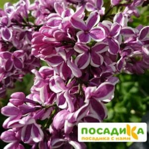 Сирень Сенсация купить по цене от 529.00р. в интернет-магазине «Посадика» с доставкой почтой в в Злынкае и по всей России – [изображение №1].