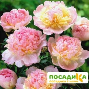 Пион Распберри Сандей (Paeonia Raspberry Sundae) купить по цене от 959р. в интернет-магазине «Посадика» с доставкой почтой в в Злынкае и по всей России – [изображение №1].