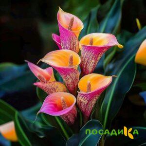 Калла Оникс купить по цене от 450р. в интернет-магазине «Посадика» с доставкой почтой в в Злынкае и по всей России – [изображение №1].