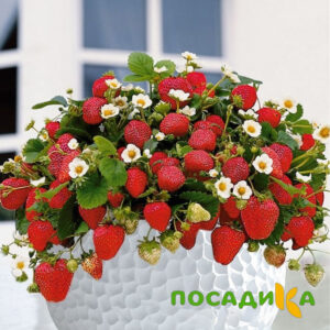Клубника Рубиновый Шепот (горшечная) купить по цене от 240р. в интернет-магазине «Посадика» с доставкой почтой в в Злынкае и по всей России – [изображение №1].