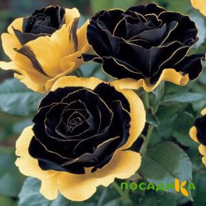 Роза Ханни Сикл купить по цене от 700р. в интернет-магазине «Посадика» с доставкой почтой в в Злынкае и по всей России – [изображение №1].