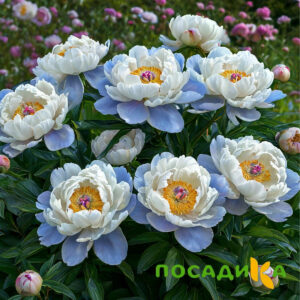 Пион акварельный Этюд купить по цене от 806р. в интернет-магазине «Посадика» с доставкой почтой в в Злынкае и по всей России – [изображение №1].