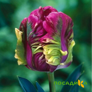 Тюльпан Экзотик Хэвен купить по цене от 186р. в интернет-магазине «Посадика» с доставкой почтой в в Злынкае и по всей России – [изображение №1].