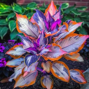 Хоста Эмеральд Тиара купить по цене от 602р. в интернет-магазине «Посадика» с доставкой почтой в в Злынкае и по всей России – [изображение №1].